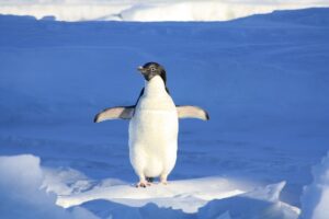 do penguins have knees