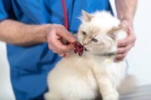 cat insurance